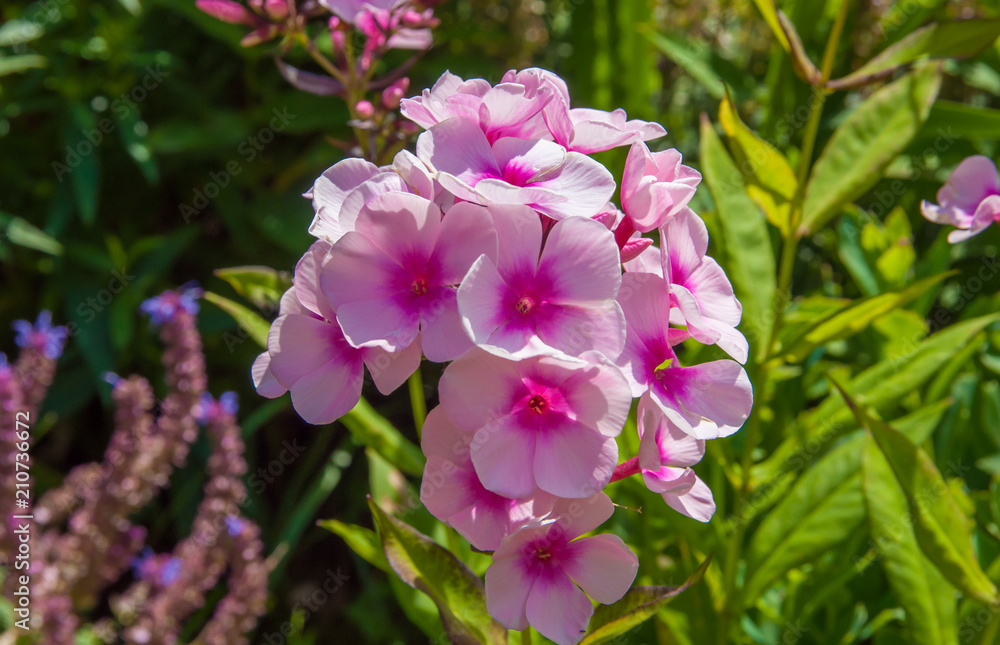 Bright pink flower growing on the flower bed Bright pink flower growing on the flower bed