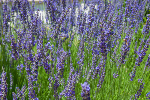 Background of bright purple lavender