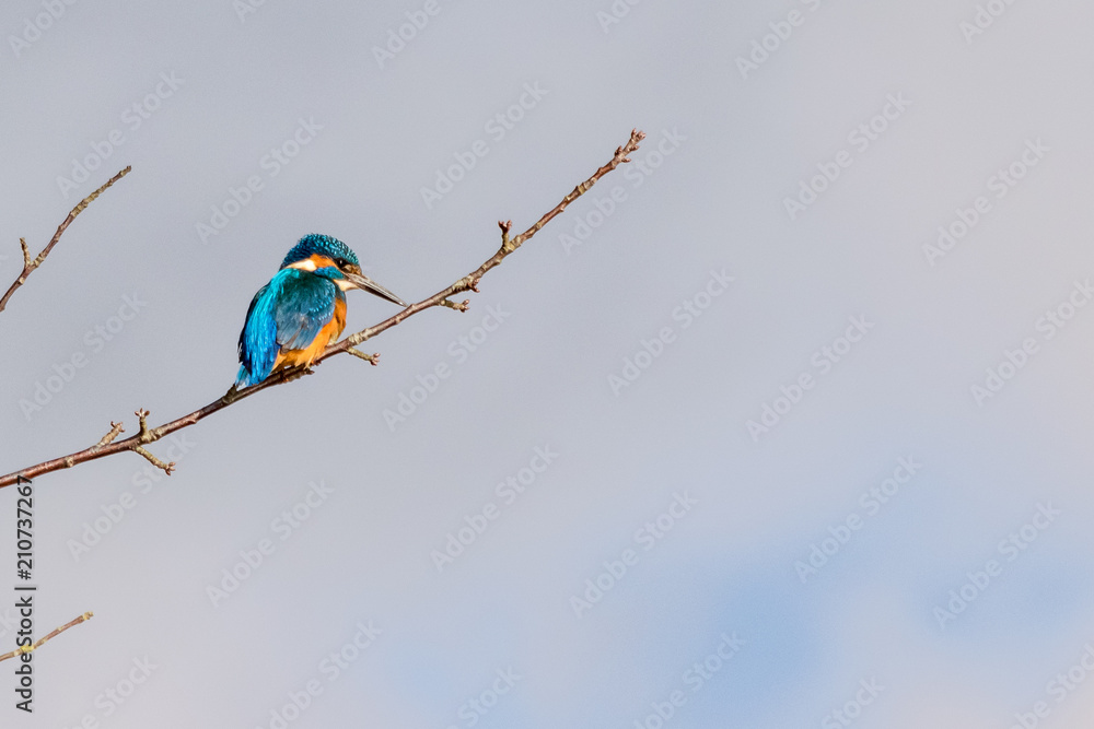 Obraz premium Kingfisher