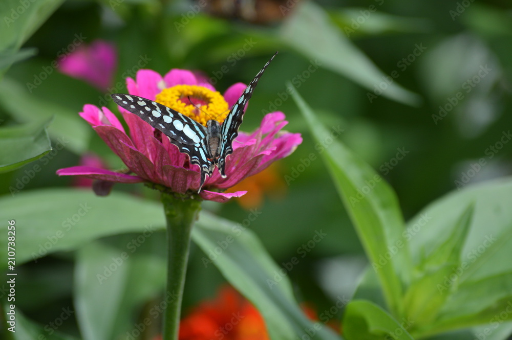 Fototapeta premium Butterfly in the garden