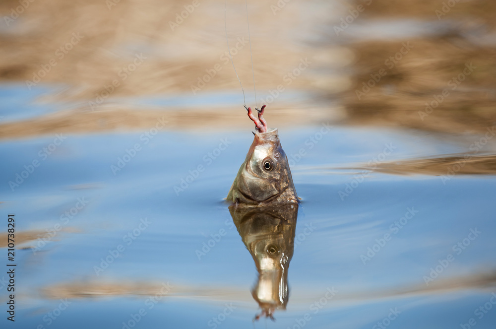 Fish caught on a hook in a freshwater pond.