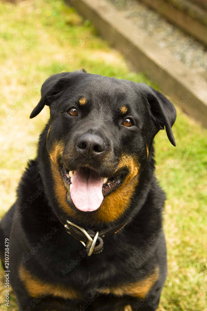 Rottweiler Smiling 