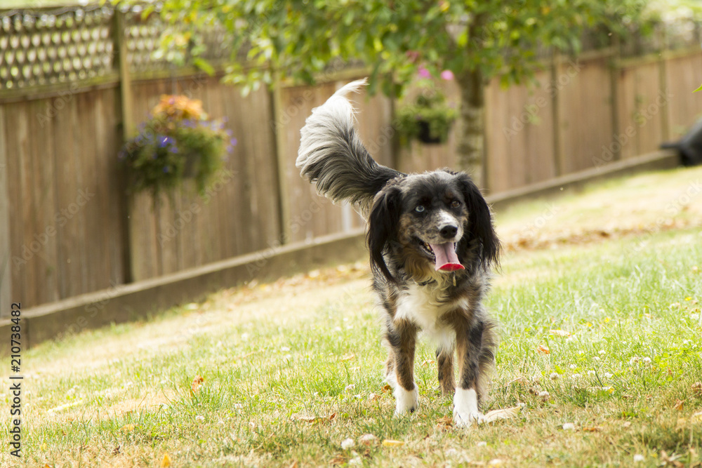 Border Collie Prancing Border Collie Prancing
