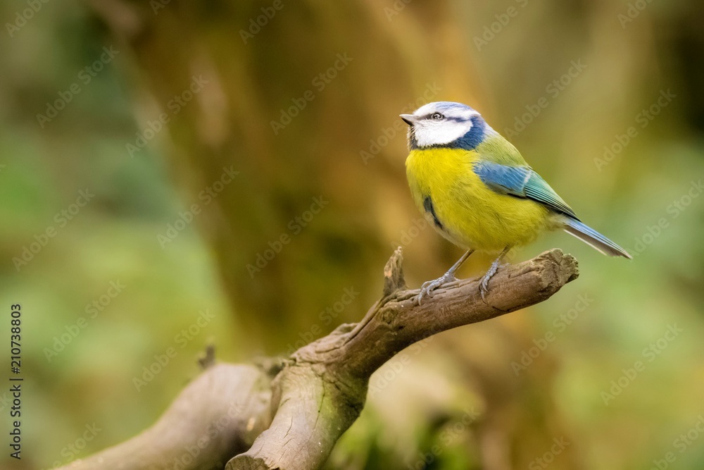 Blue tit