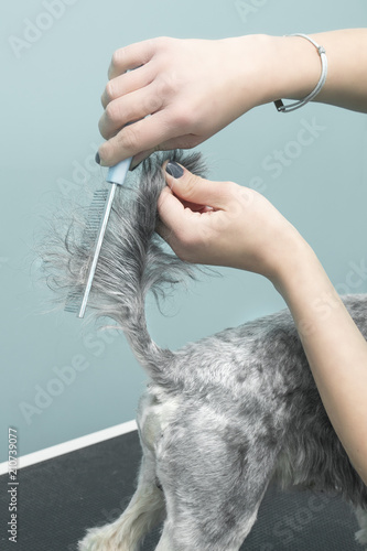 Rozczesywanie sierści na ogonie psa grzebieniem w salonie piękności dla zwierząt.