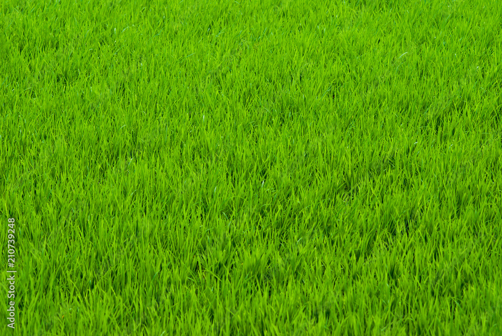 Obraz premium Green grass natural background texture