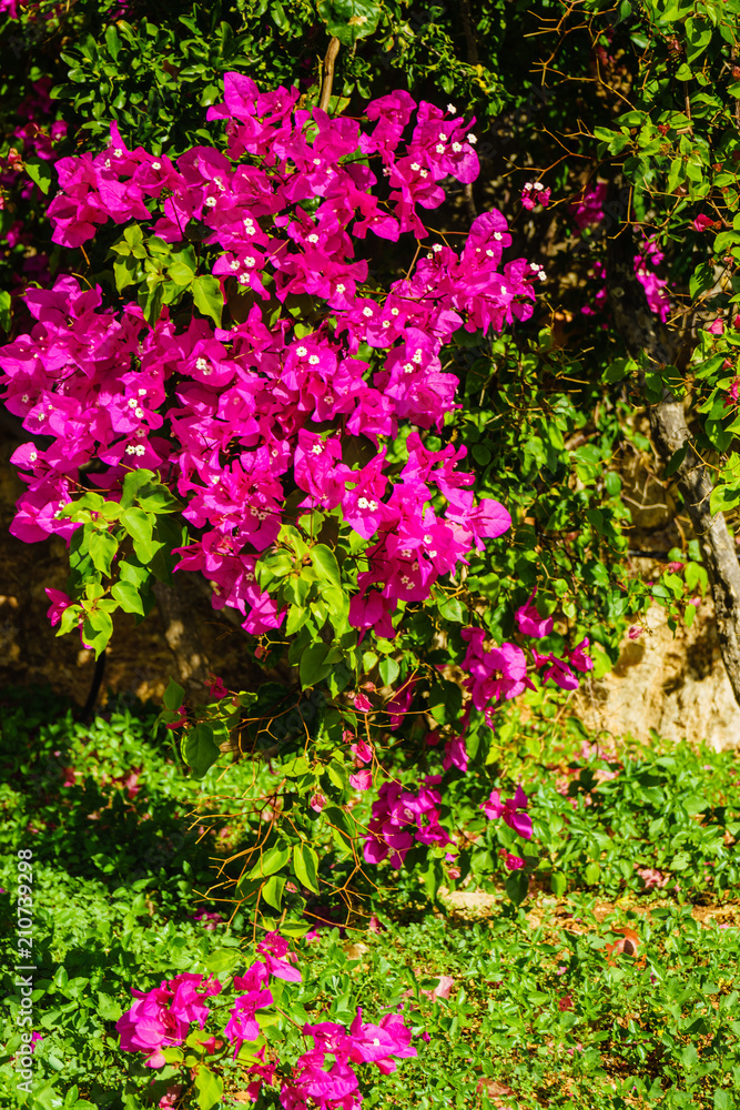 Purple flowers in bloom during summer Purple flowers in bloom during summer