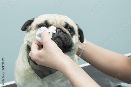 Czyszczenie oczu wacikiem higienicznym psu rasy Mops.