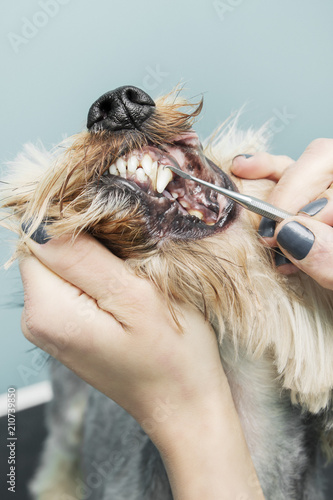Dłonie kobiety usuwają kamień z zębów psa za pomocą metalowego narzędzia