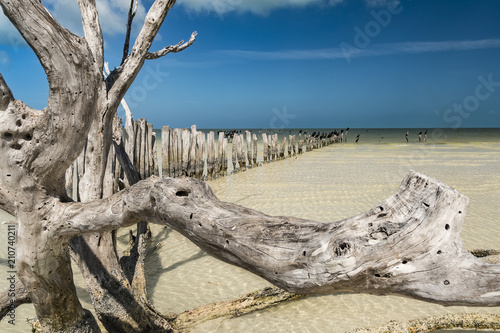 Floater on the beach of Gulf of Mexico photo