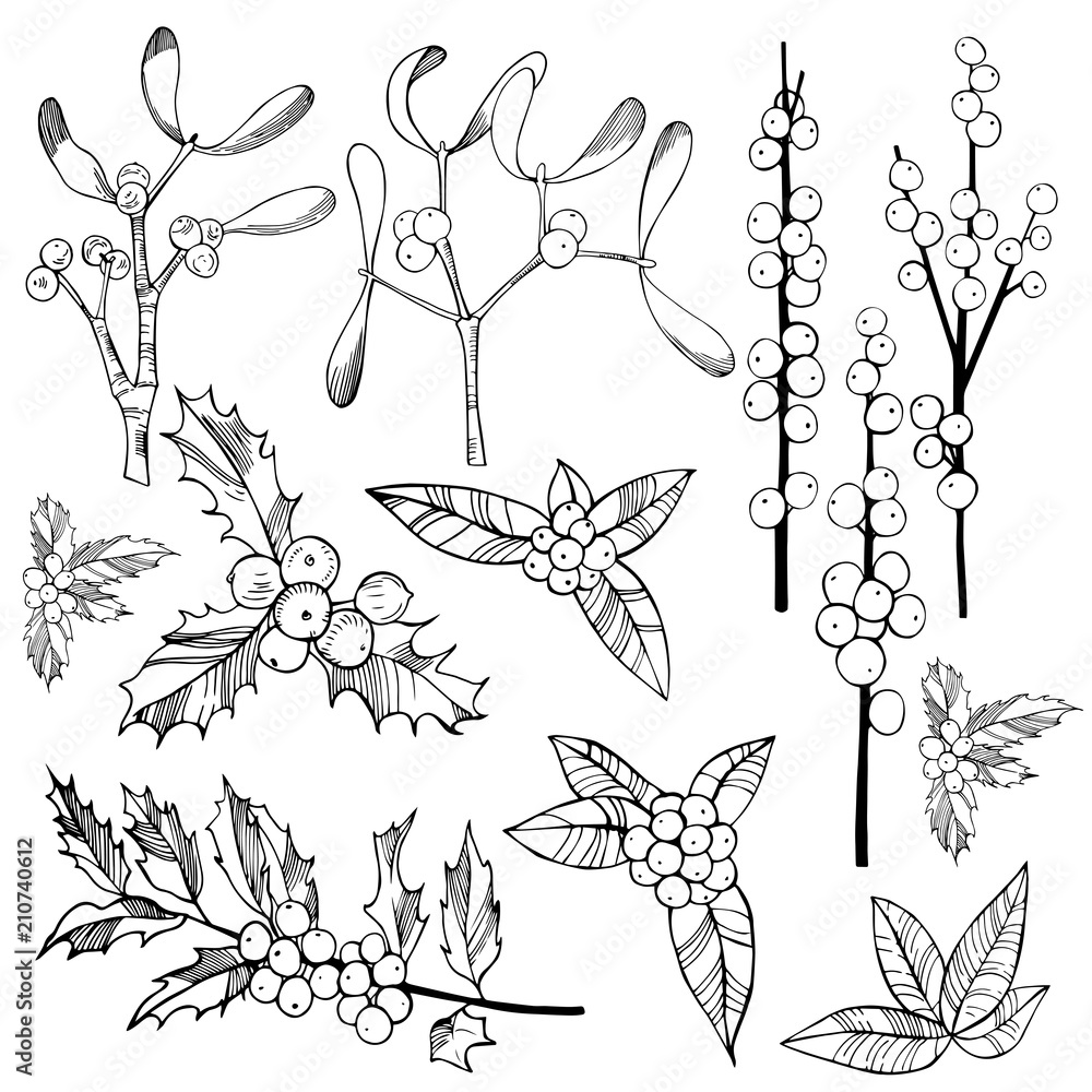 Christmas plants set. Vector sketch illustration Christmas plants set. Vector sketch illustration