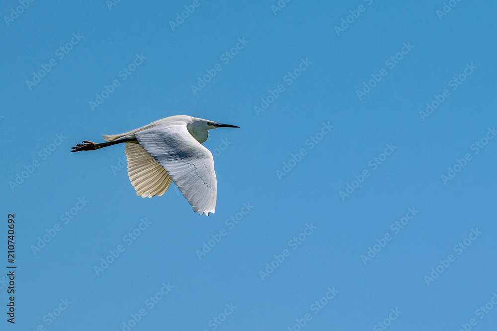 Egret Egret