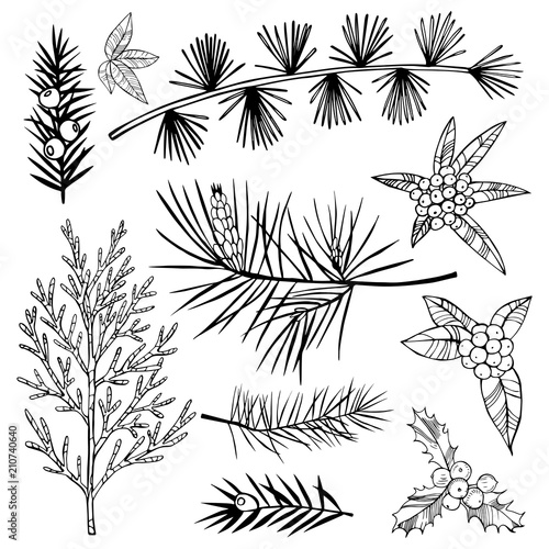 Christmas plants set. Vector sketch illustration
