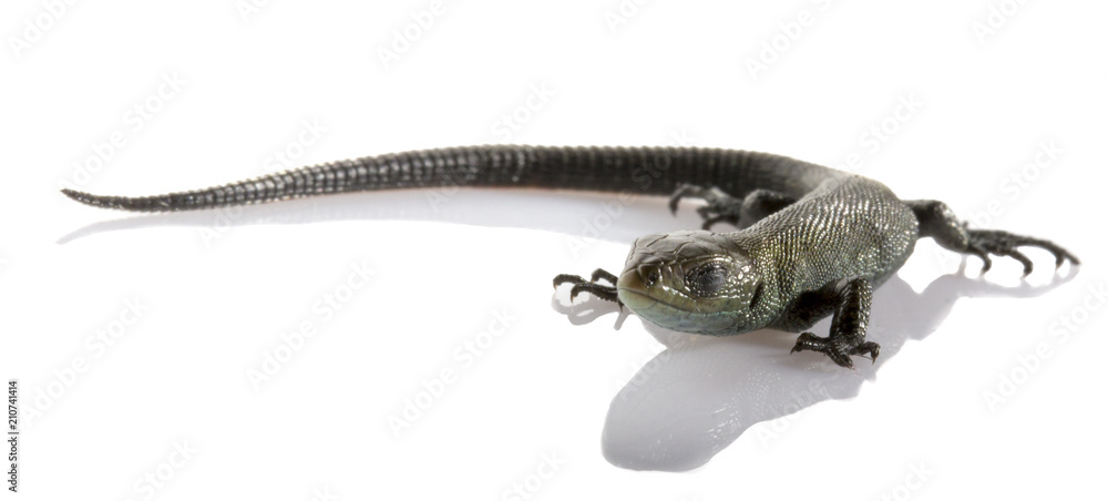 Naklejka premium Usual gray lizard on white background