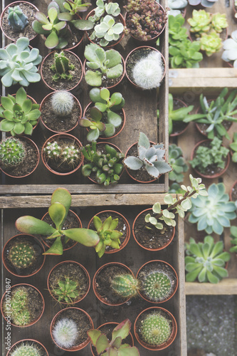 Cacti and succulent plants overhead view photo