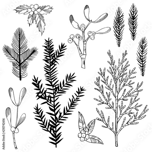 Christmas plants set. Vector sketch illustration