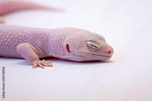Head and front legs of Rainwater albino gecko (Eublepharis macularius) on white background, macro lens, focus on head, front leg, and outer ear. Common albino gecko pet isolated on white.