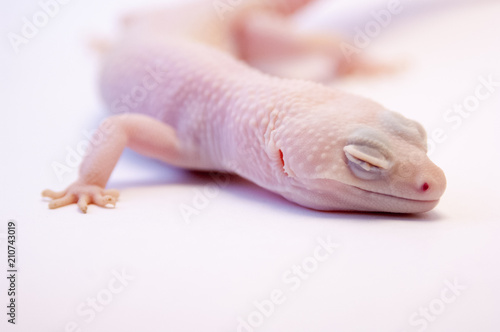 Macro lens shallow depth of field studio shot of Rainwater albino gecko (Eublepharis macularius), 3/4 view, detail of outer ear. Head resting on ground, eyes closed.