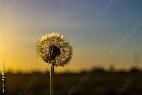 white fluffy dandelion on blue sky background