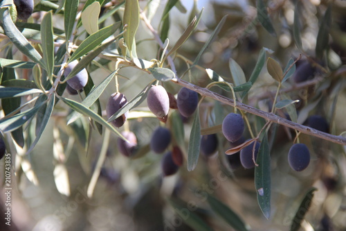 Spain - city, olive trees, landscape, castle, palm trees