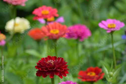 A garden of Zinnia flowers