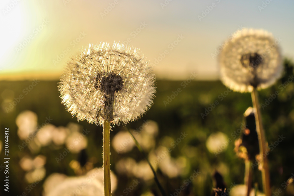 white fluffy dandelion on blue sky background