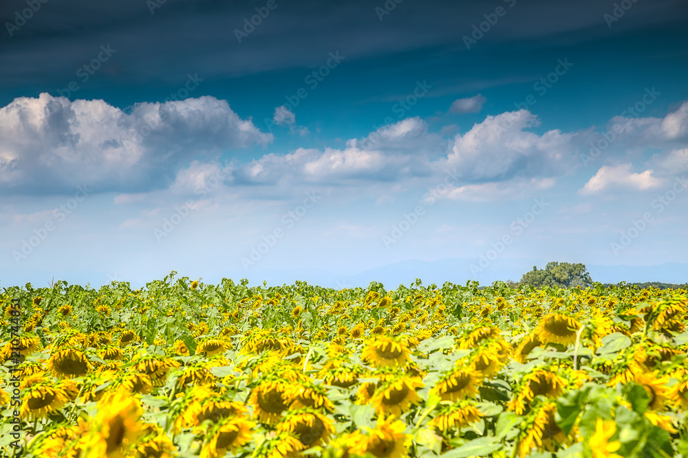 Bright summer sunflower field