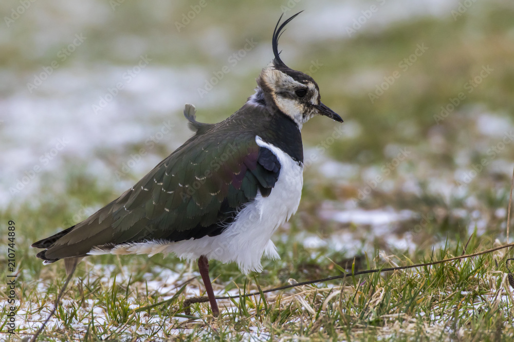 Obraz premium Kiebitz (Vanellus vanellus)