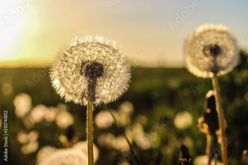 Fototapeta Naklejka Na Ścianę i Meble -  white fluffy dandelion on blue sky background