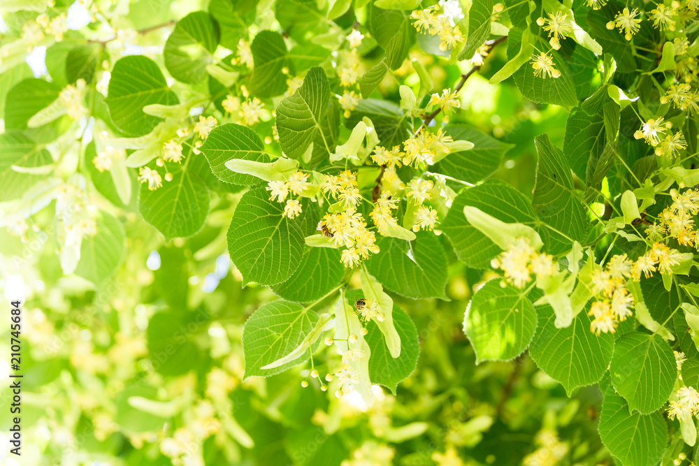 tilia linden flowers on tree in spring season tilia linden flowers on tree in spring season