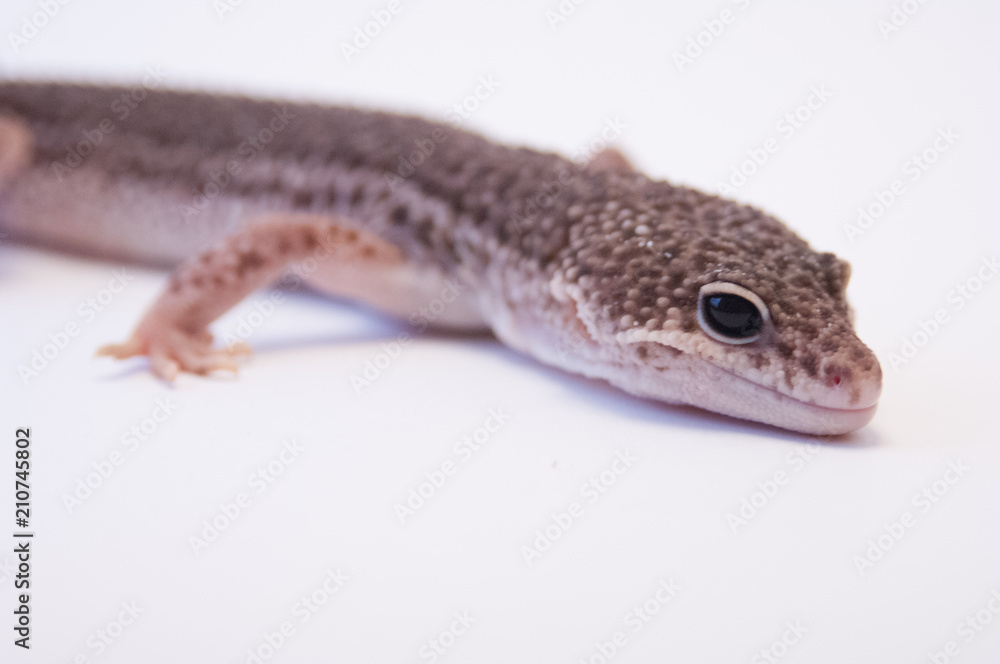 Common leopard gecko (Eublepharis macularius) looking intensely ready to strike with head raised white background in studio selective focus. Common Leopard gecko on white background, shallow DOF. Common leopard gecko (Eublepharis macularius) looking intensely ready to strike with head raised white background in studio selective focus. Common Leopard gecko on white background, shallow DOF.