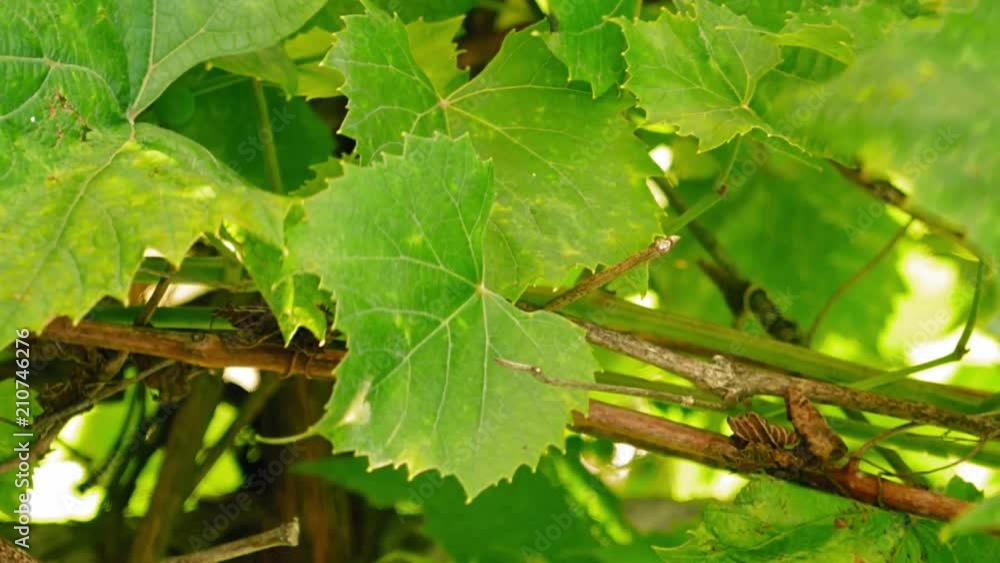 Grape leaves flutter on the wind timelapse. Green nature and summer cute scene. Vertical format video. Grape leaves flutter on the wind timelapse. Green nature and summer cute scene. Vertical format video.