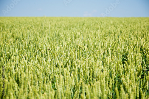ripening wheat on the field