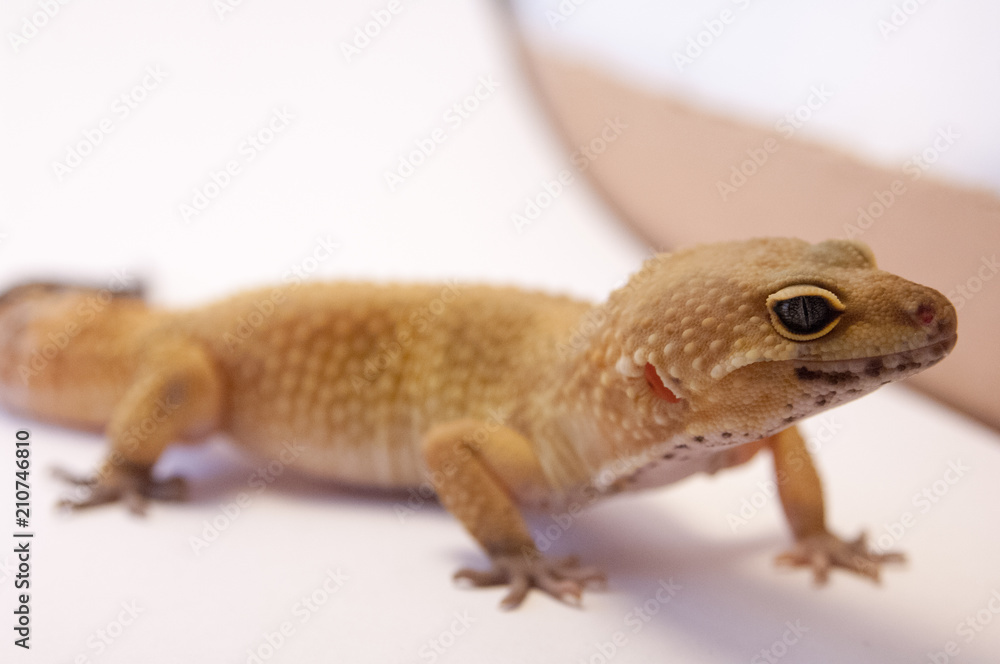 Naklejka premium Detail Leopard gecko (Eublepharis macularius). Leopard lizard on white shallow depth of field. Extreme close up of leopard gecko profile, 3/4 of body.