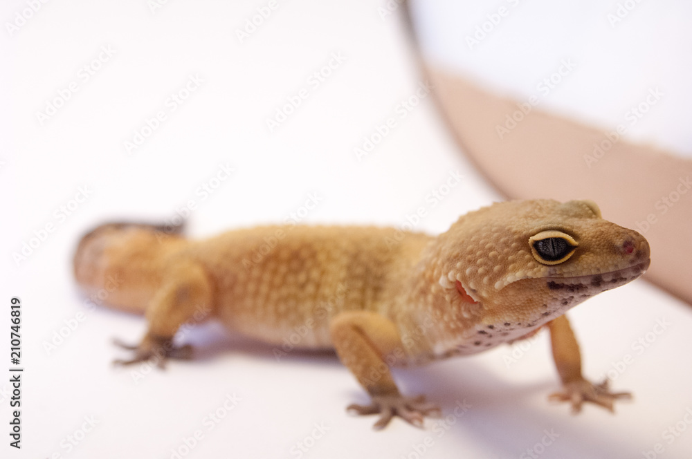 Naklejka premium Detail of super hypo Leopard gecko (Eublepharis macularius). Leopard lizard on white shallow depth of field next to box. Extreme close up of leopard gecko full body looking to side eyes wide open.