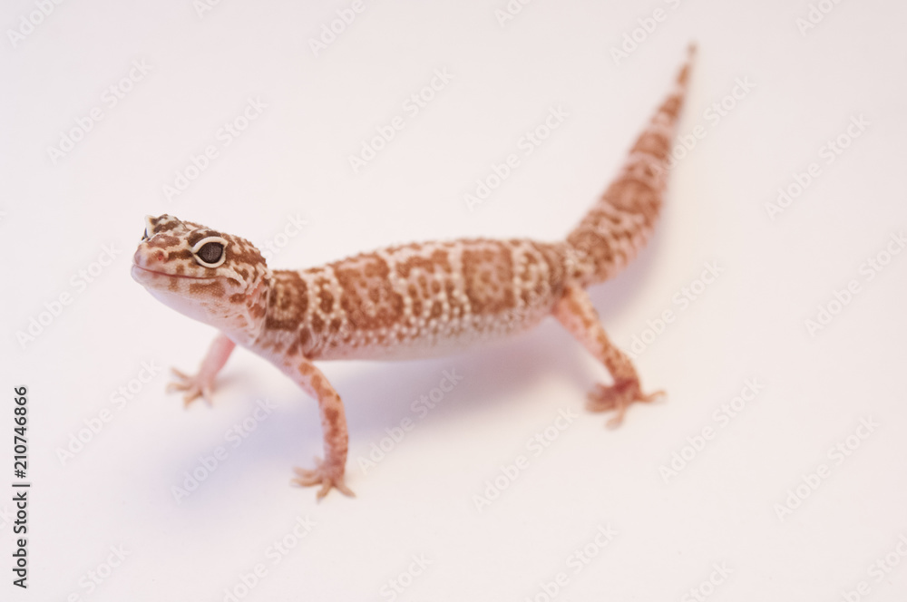 Detail Leopard gecko (Eublepharis macularius) white background on all fours. Leopard lizard on white shallow depth of field. Extreme close up of leopard gecko, looking up, isolated on white. Detail Leopard gecko (Eublepharis macularius) white background on all fours. Leopard lizard on white shallow depth of field. Extreme close up of leopard gecko, looking up, isolated on white.