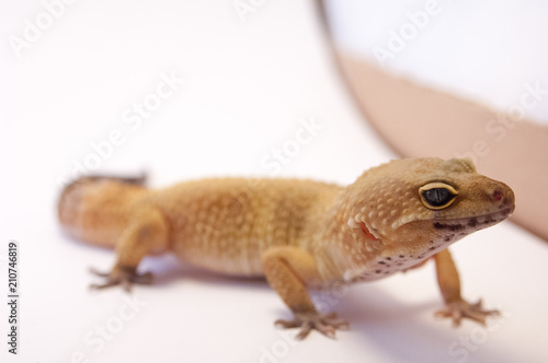 Detail of super hypo Leopard gecko (Eublepharis macularius). Leopard lizard on white shallow depth of field next to box. Extreme close up of leopard gecko full body looking to side eyes wide open.