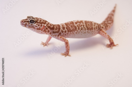 Detail Leopard gecko (Eublepharis macularius) white background on all fours. Leopard lizard on white shallow depth of field. Extreme close up of leopard gecko, looking ahead.