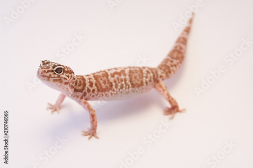 Detail Leopard gecko  Eublepharis macularius  white background on all fours. Leopard lizard on white shallow depth of field. Extreme close up of leopard gecko  looking up  isolated on white.