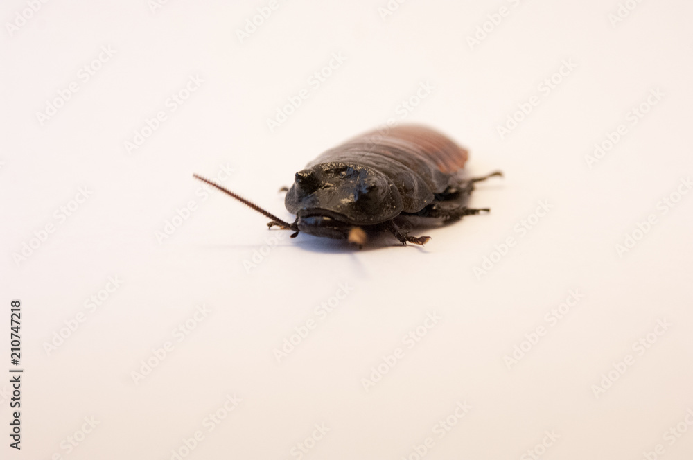 Madagascar hissing cockroach (Gromphadorhina portentosa) on white background crawling. Dirty bug on the floor. Pest control, infestation of cockroaches. Hissing cockroach on white floor macro lens. Madagascar hissing cockroach (Gromphadorhina portentosa) on white background crawling. Dirty bug on the floor. Pest control, infestation of cockroaches. Hissing cockroach on white floor macro lens.
