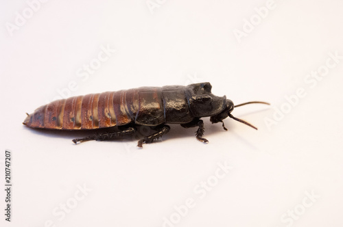 Madagascar hissing cockroach (Gromphadorhina portentosa) on white background crawling. Dirty bug on the floor. Pest control, infestation of cockroaches profile of cockroach close up.