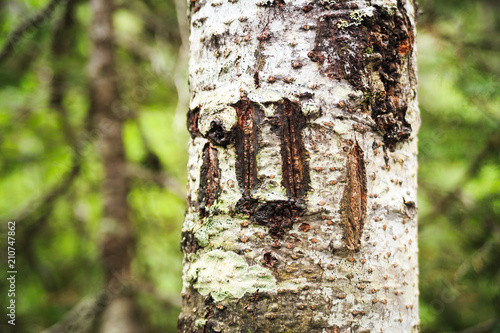 bear claw marks on a tree in the wilderness