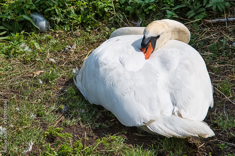 Naklejka premium Swan resting on grass 