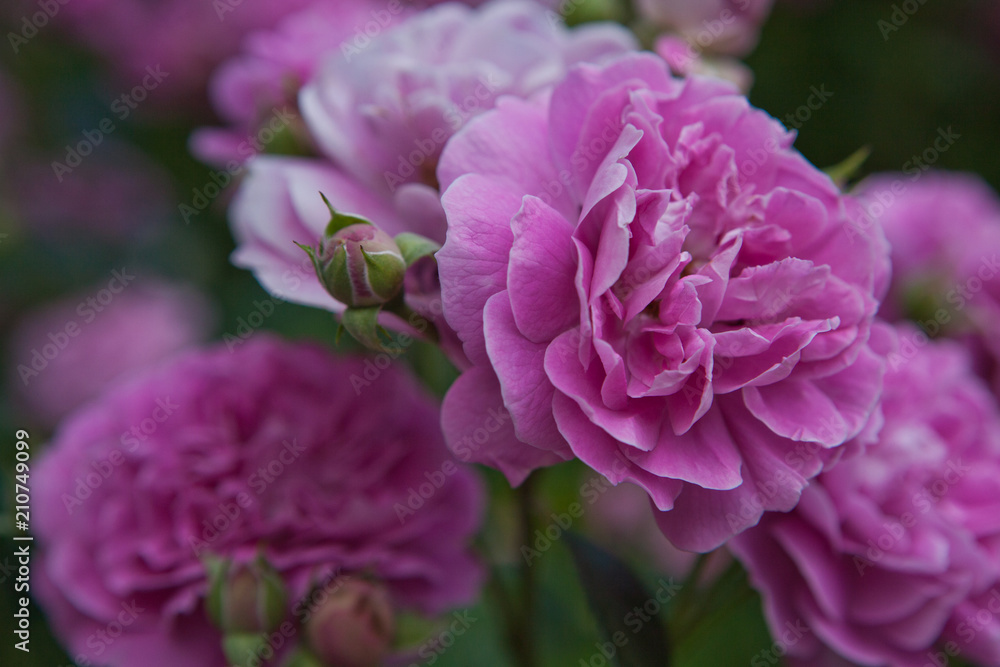 Pink Rose summer Garden Pink Rose summer Garden