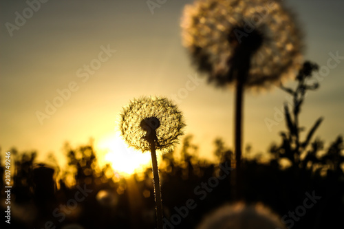 dandelion and orange sunset