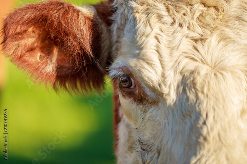 Closeup of hereford cow eye photo