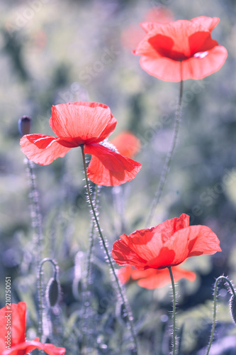 Fototapeta Naklejka Na Ścianę i Meble -  poppy field in a sunny day