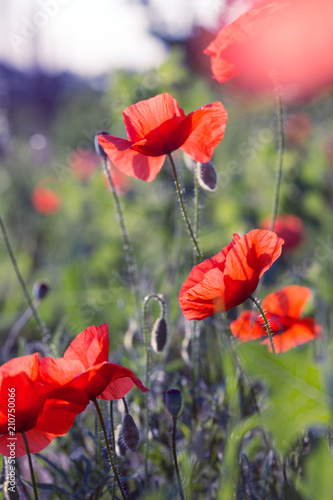 poppy field in a sunny day