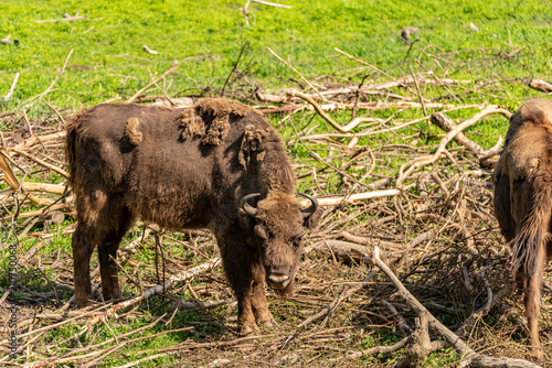 A young bison standing on some branches and looking
