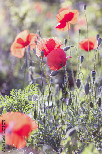 Fototapeta Naklejka Na Ścianę i Meble -  poppy field in a sunny day